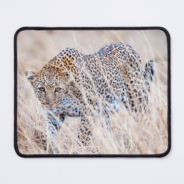 Item preview, Leopard fixates its prey designed and sold by Ingo Gerlach.
