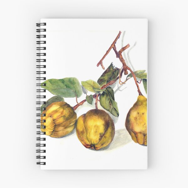 Item preview, Quince designed and sold by AnneEllison.