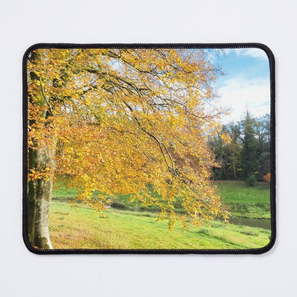Item preview, Golden Beech Trees at Chard Somerset designed and sold by Dorset Girl.