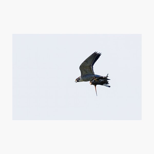 Peregrine Falcon (Falco peregrinus) with Redshank (Tringa totanus) prey Photographic Print