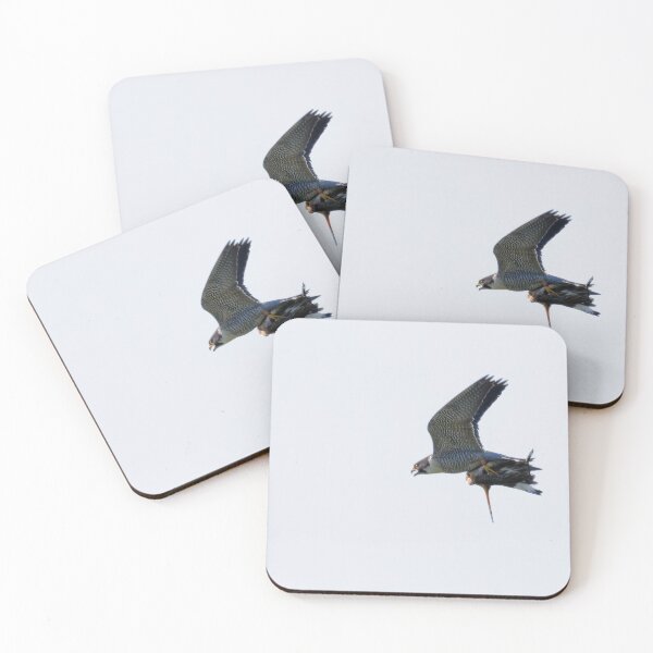 Item preview, Peregrine Falcon (Falco peregrinus) with Redshank (Tringa totanus) prey designed and sold by Richard Nicoll Photography.