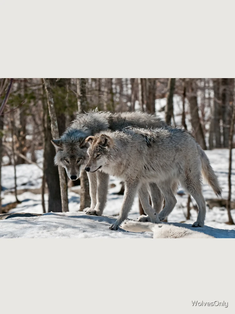 Thumbnail 6 of 6, Premium Oversized Hoodie, Timber Wolves In Winter designed and sold by WolvesOnly.