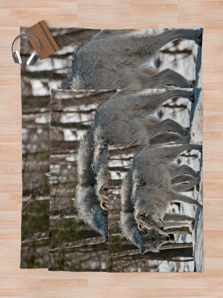 Thumbnail 5 of 6, Throw Blanket, Timber Wolves In Winter designed and sold by WolvesOnly.