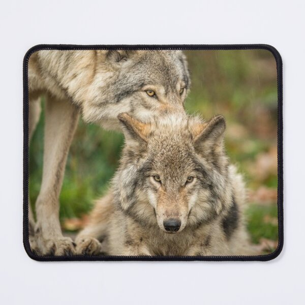 Item preview, Timber Wolves designed and sold by WolvesOnly.