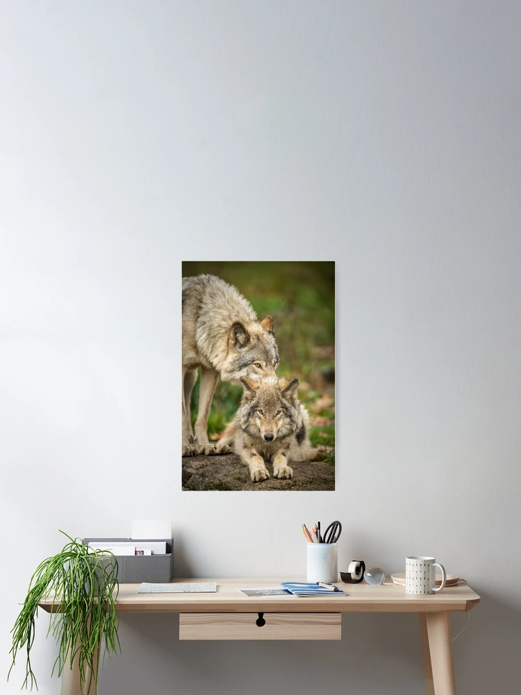 Imagen 2 de 3, Póster con la obra Timber Wolves, diseñada y vendida por WolvesOnly.