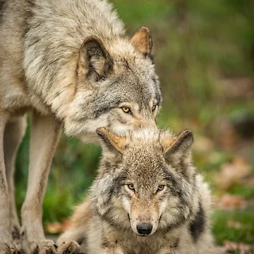 Artwork thumbnail, Timber Wolves by WolvesOnly