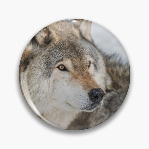 Item preview, Timber Wolves In Winter designed and sold by WolvesOnly.