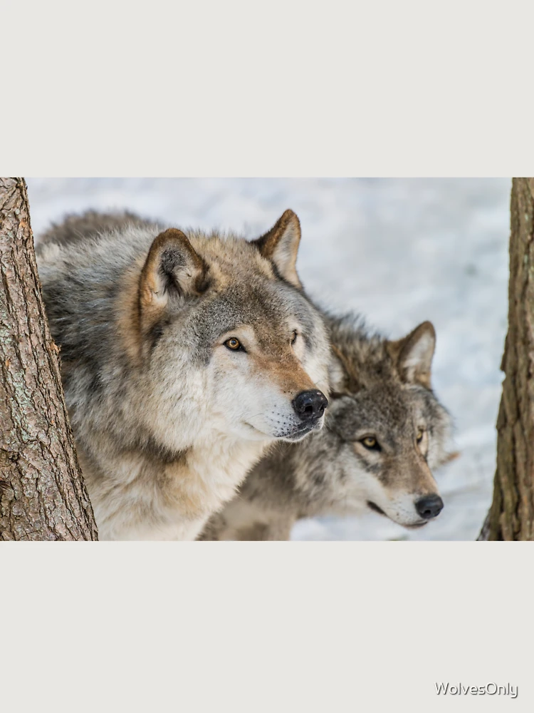 Thumbnail 6 of 6, Premium Oversized Hoodie, Timber Wolves In Winter designed and sold by WolvesOnly.