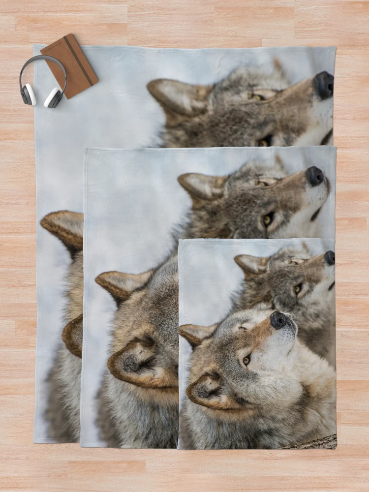 Thumbnail 5 of 6, Throw Blanket, Timber Wolves In Winter designed and sold by WolvesOnly.