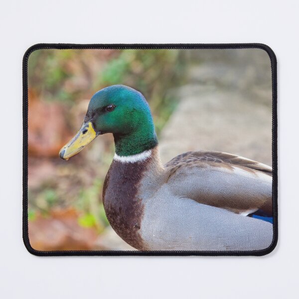 Item preview, Portrait of a Male Mallard Duck designed and sold by Dorset Girl.