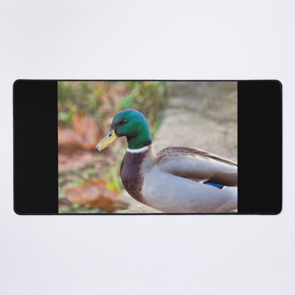 Item preview, Portrait of a Male Mallard Duck designed and sold by Dorset Girl.