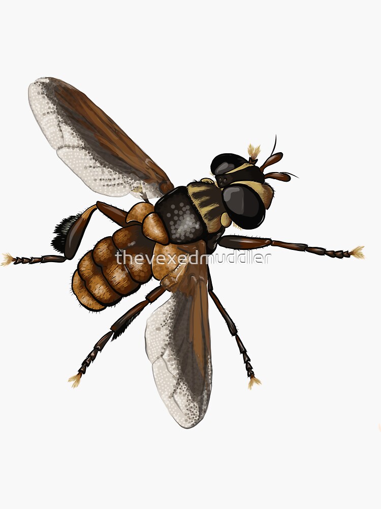 Feather-legged fly - Trichopoda subdivisa by thevexedmuddler