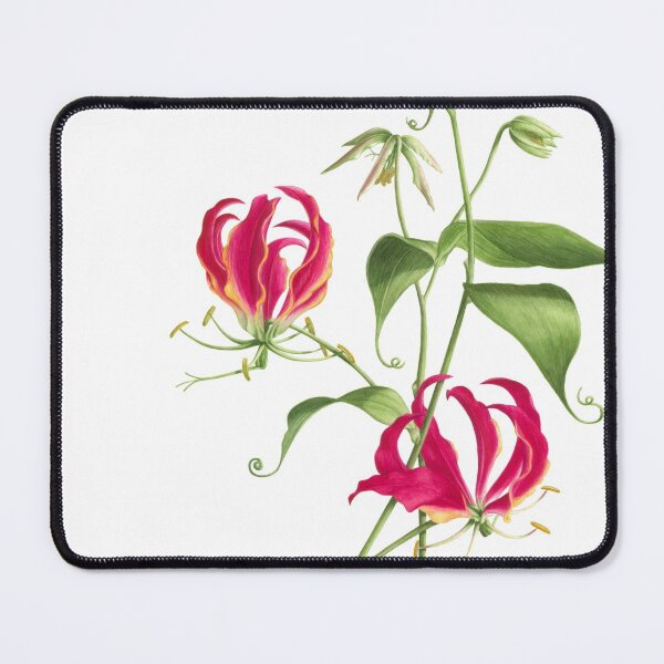 Item preview, Gloriosa rothschildiana  -  Flame Lily designed and sold by Denise Ramsay.