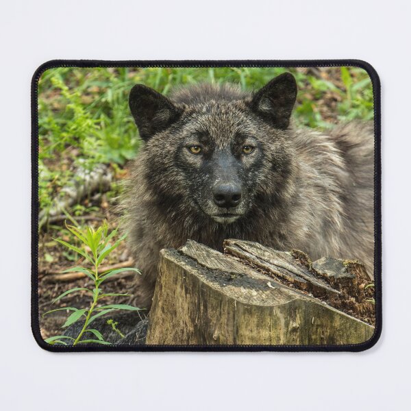 Item preview, Black Wolf designed and sold by WolvesOnly.