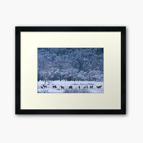 Winter Gathering of Elk in the Kettle Creek Valley Framed Art Print