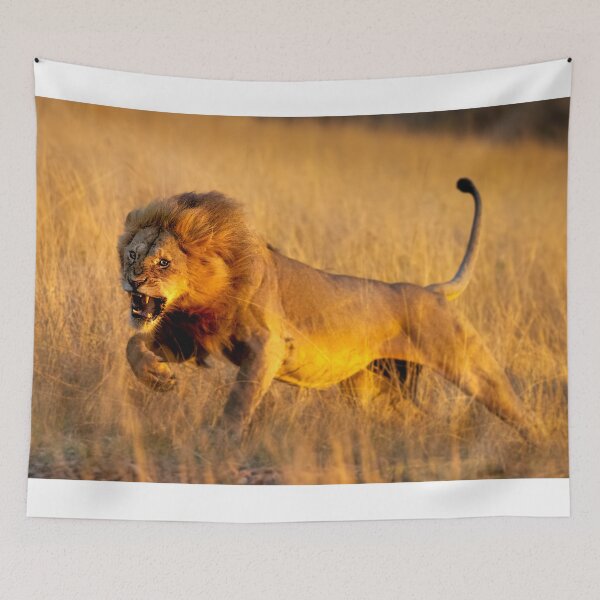 Item preview, Aggressive young lion charging designed and sold by Graham Prentice.