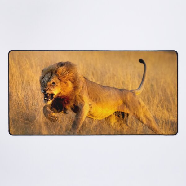 Item preview, Aggressive young lion charging designed and sold by Graham Prentice.