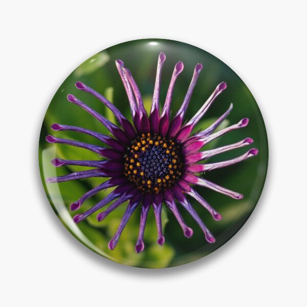 Item preview, Osteospermum Bloom designed and sold by GingerMan2550.