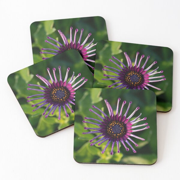 Item preview, Osteospermum Bloom designed and sold by GingerMan2550.