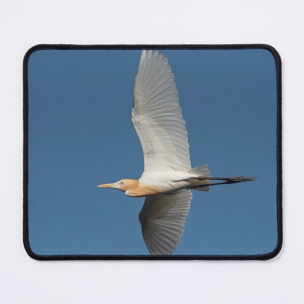 Item preview, Cattle Egret in Flight designed and sold by DonMc.