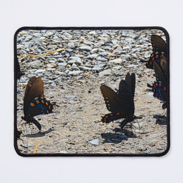 Item preview, Swallowtail Butterflies Panorama designed and sold by LisaWootenPhoto.