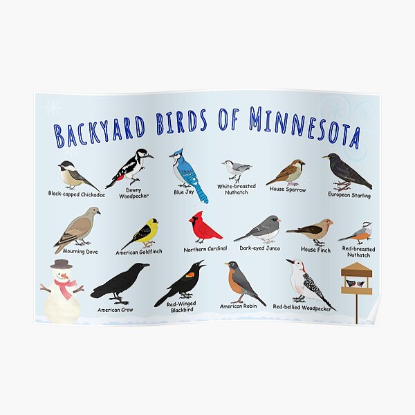 White Throated Sparrow Posters for Sale | Redbubble