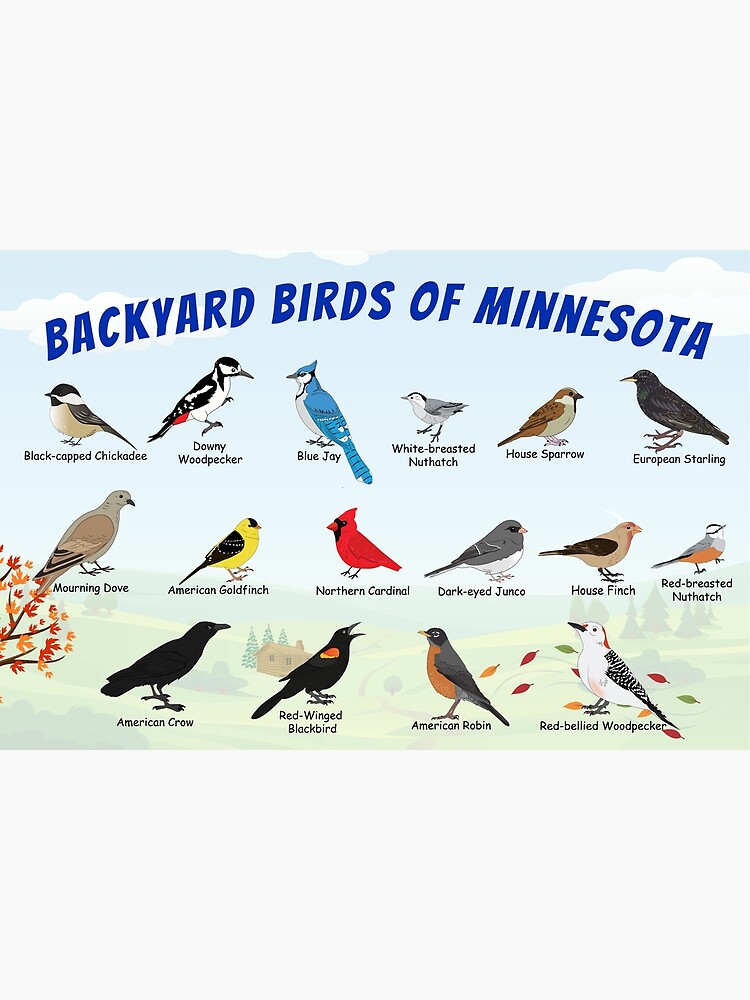 Thumbnail 3 of 3, Poster, Backyard Birds of Minnesota Autumn designed and sold by AndyMcBird.