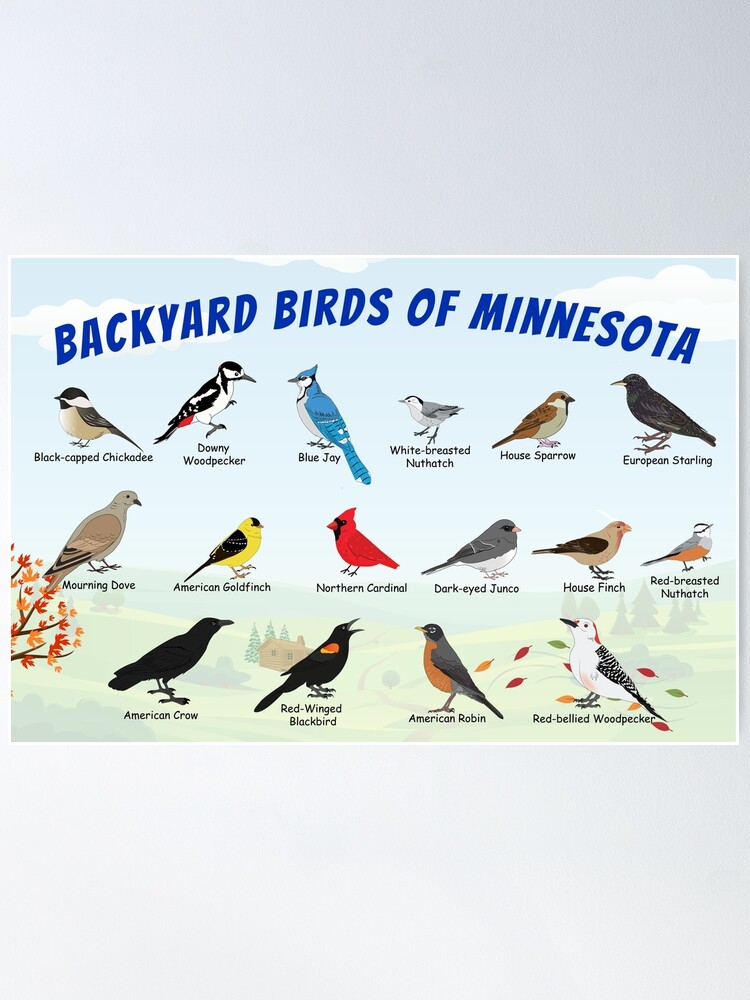 Thumbnail 1 of 3, Poster, Backyard Birds of Minnesota Autumn designed and sold by AndyMcBird.