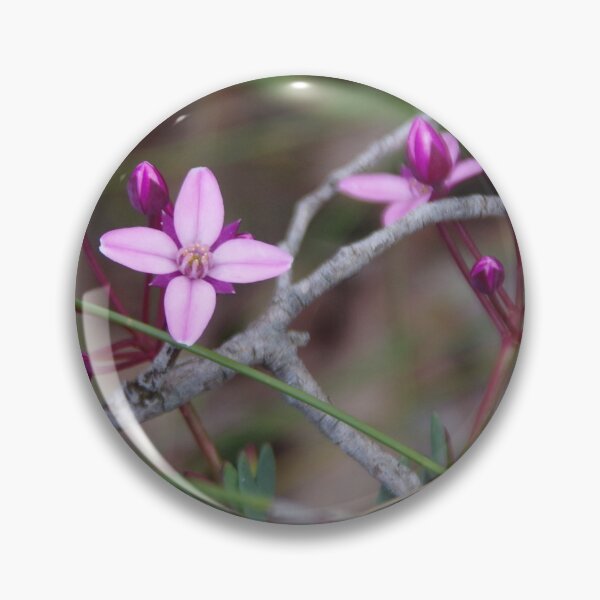 Item preview, Bushy Boronia - Boronia fastigiata,  designed and sold by lezvee.