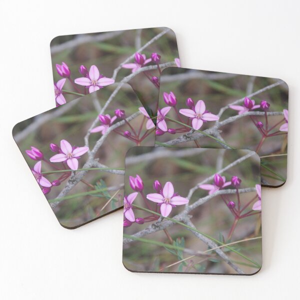 Item preview, Bushy Boronia - Boronia fastigiata,  designed and sold by lezvee.