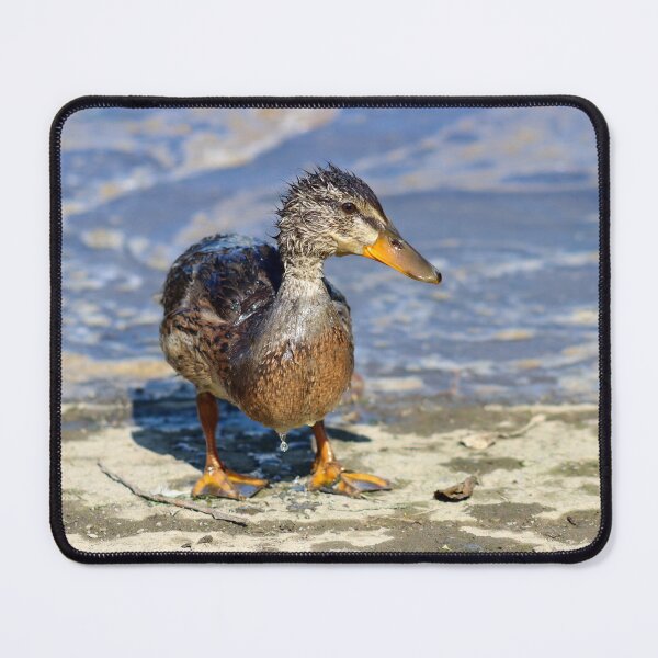 Item preview, Juvenile mallard duck designed and sold by GreyFeatherPhot.