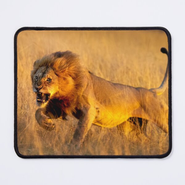 Item preview, Aggressive young lion charging designed and sold by Graham Prentice.