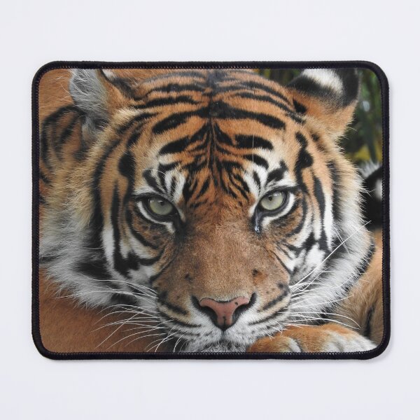 Item preview, Sumatran Tiger designed and sold by kirstybush.