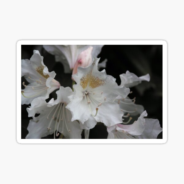 White and Gold Azaleas Sticker