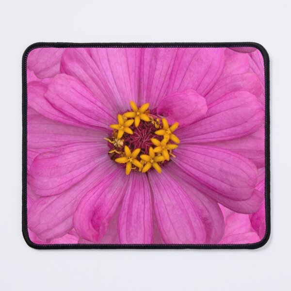 Item preview, Pink Zinnia Flower Still Life Floral Photography designed and sold by CottoVerdi.