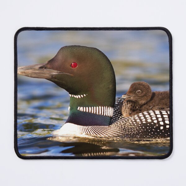 Item preview, Common loon and chick designed and sold by James Cumming.