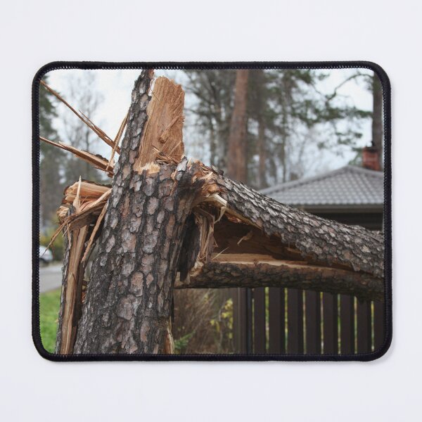 Item preview, huge pine tree is broken by the storm wind designed and sold by mrivserg.