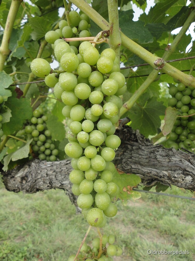 "Wine Grapes" Poster for Sale by Oldrubberpedals Redbubble