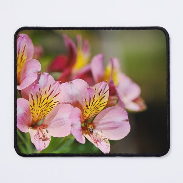 Item preview, Tibouchina Chameleon In Flower  designed and sold by Joy Watson - Natural Light Photography .