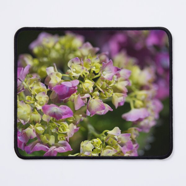 Item preview, Mophead Hydrangea Pinks Morning designed and sold by Joy Watson - Natural Light Photography .