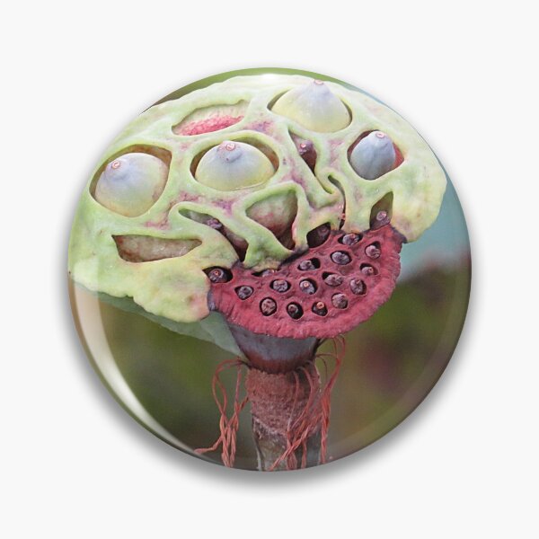 Item preview, Partially Dried Lotus Seed Pod  designed and sold by Linda Walsh.
