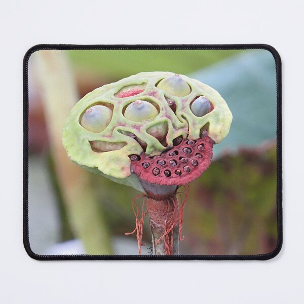 Item preview, Partially Dried Lotus Seed Pod  designed and sold by Linda Walsh.
