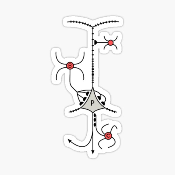 A neuron or nerve cell is an electrically excitable cell that communicates with other cells via specialized connections called synapses. Sticker
