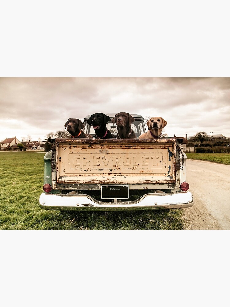 Disover labradors in a chevy truck Premium Matte Vertical Poster
