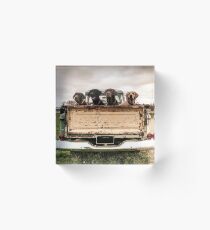 Labradors in einem Chevy Truck Acrylblock