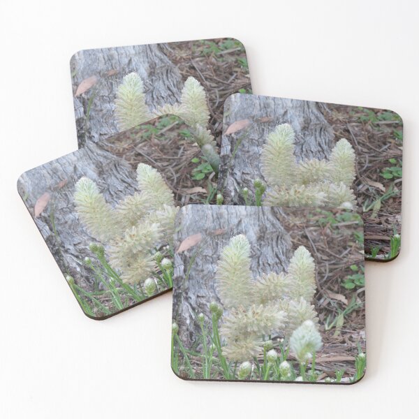 Item preview, Ptilotus flowers designed and sold by greentiger1.