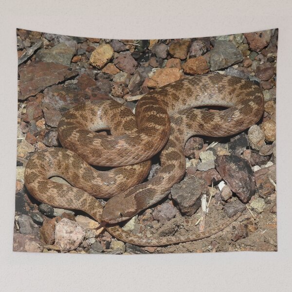 Item preview, Texas Night Snake Print designed and sold by Paul-Prints.