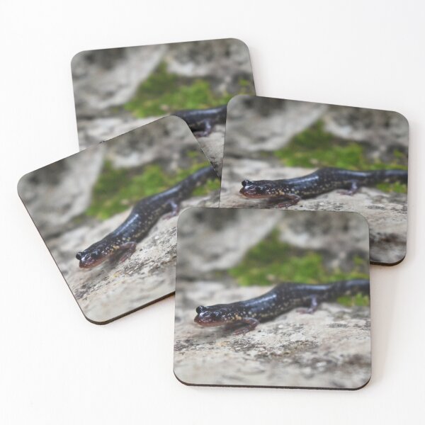 Item preview, Western Slimy Salamander Print designed and sold by Paul-Prints.
