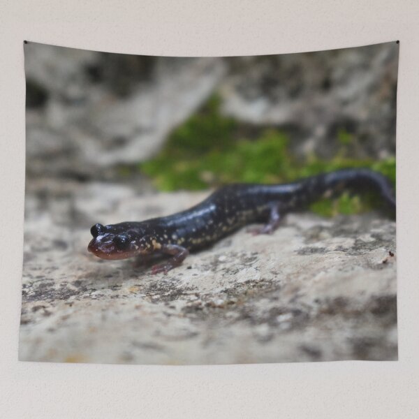 Item preview, Western Slimy Salamander Print designed and sold by Paul-Prints.