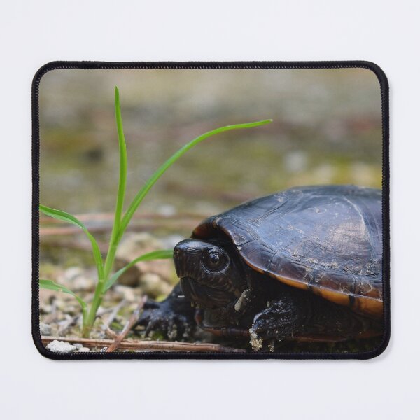 Item preview, Southeastern Mud Turtle Print designed and sold by Paul-Prints.